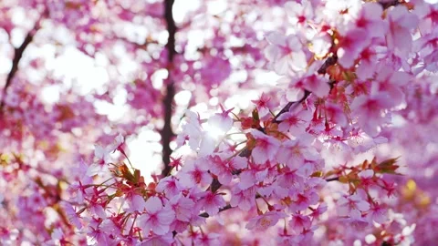 Cherry Blossoms in Full Bloom Glowing in Backlight with Soft Bokeh Stock Footage 331937629