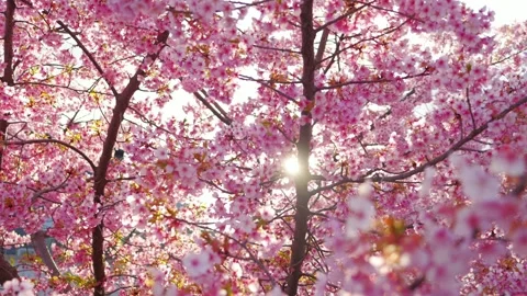 Cherry Blossoms in Full Bloom Glowing in Backlight with Soft Bokeh Stock Footage 331937698