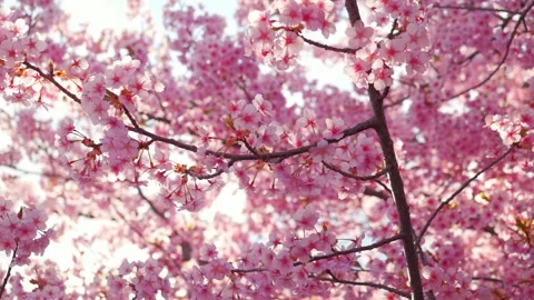 Cherry Blossoms in Full Bloom Glowing in Backlight with Soft Bokeh Stock Footage 331937748