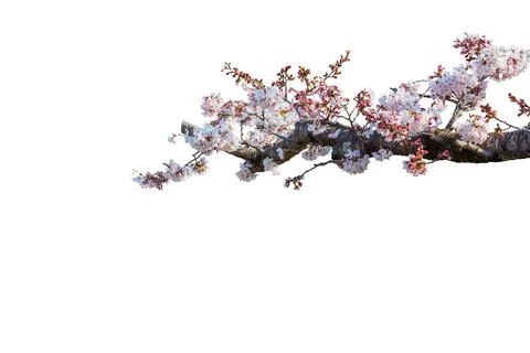 Cherry blossoms in full bloom isolate on white  background. Stock-Fotos