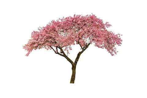 Cherry blossoms in full bloom isolated on white background Stock-Fotos