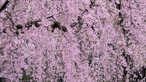 Cherry Blossoms In Full Bloom at Kamunodate, Akita Prefecture, Japan Stock Footage 101321063
