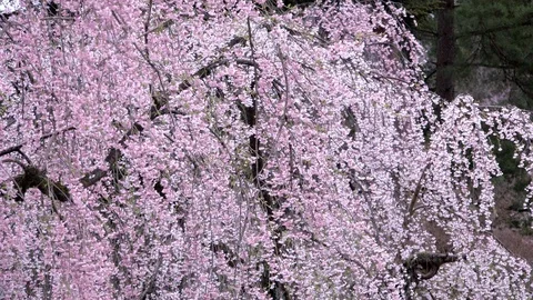Cherry Blossoms In Full Bloom at Kamunodate, Akita Prefecture, Japan Stock Footage 101322414