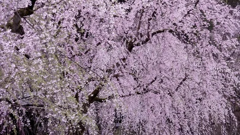 Cherry Blossoms In Full Bloom at Kamunodate, Akita Prefecture, Japan Vidéo 101323435