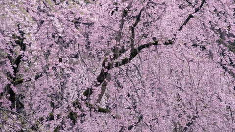 Cherry Blossoms In Full Bloom at Kamunodate, Akita Prefecture, Japan Stock Footage 101323442