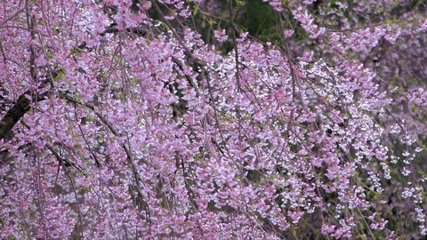Cherry Blossoms In Full Bloom at Kamunodate, Akita Prefecture, Japan Stock Footage 101324157