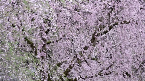 Cherry Blossoms In Full Bloom at Kamunodate, Akita Prefecture, Japan Stock Footage 101333116