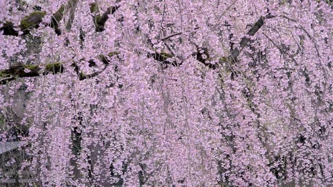 Cherry Blossoms In Full Bloom at Kamunodate, Akita Prefecture, Japan Stock Footage 101333150