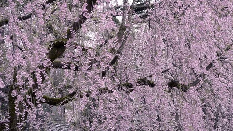 Cherry Blossoms In Full Bloom at Kamunodate, Akita Prefecture, Japan Stock Footage 101333153