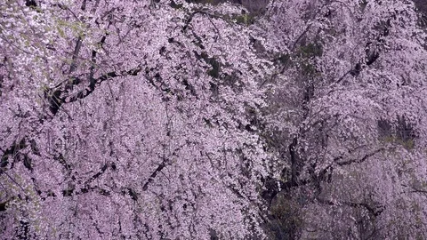 Cherry Blossoms In Full Bloom at Kamunodate, Akita Prefecture, Japan Stock Footage 101337406