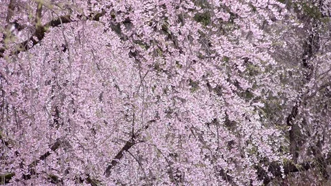 Cherry Blossoms In Full Bloom at Kamunodate, Akita Prefecture, Japan Stock Footage 101337531