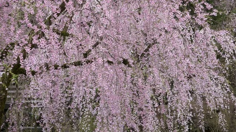 Cherry Blossoms In Full Bloom at Kamunodate, Akita Prefecture, Japan Stock Footage 101337563