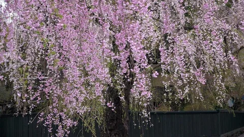 Cherry Blossoms In Full Bloom at Kamunodate, Akita Prefecture, Japan Stock Footage 101337571