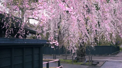 Cherry Blossoms In Full Bloom at Kamunodate, Akita Prefecture, Japan Stock Footage 101337587