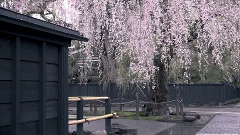 Cherry Blossoms In Full Bloom at Kamunodate, Akita Prefecture, Japan Stock Footage 101339111