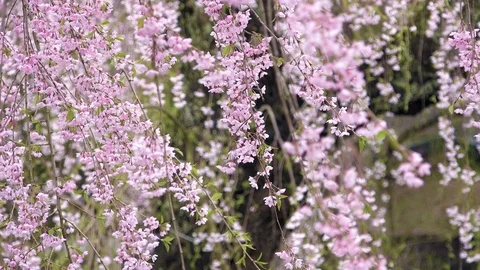 Cherry Blossoms In Full Bloom at Kamunodate, Akita Prefecture, Japan Stock Footage 101339188