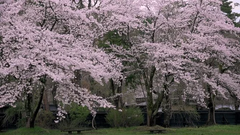 Cherry Blossoms In Full Bloom at Kamunodate, Akita Prefecture, Japan Stock Footage 101339324
