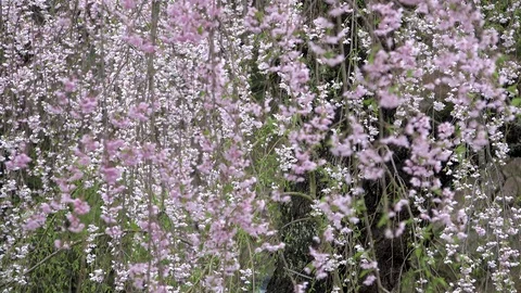 Cherry Blossoms In Full Bloom at Kamunodate, Akita Prefecture, Japan Stock Footage 101339342