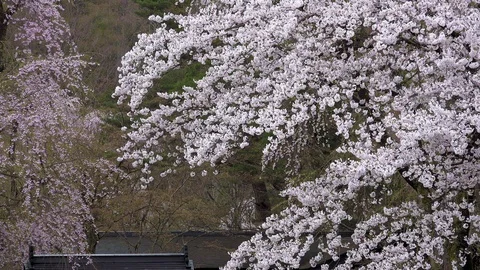 Cherry Blossoms In Full Bloom at Kamunodate, Akita Prefecture, Japan Stock Footage 101339396