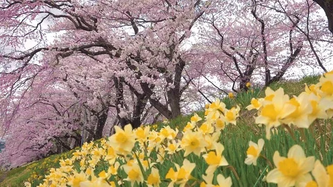Cherry Blossoms In Full Bloom at Kamunodate, Akita Prefecture, Japan Stock Footage 101342376