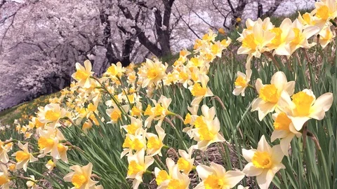 Cherry Blossoms In Full Bloom at Kamunodate, Akita Prefecture, Japan Stock Footage 101342522