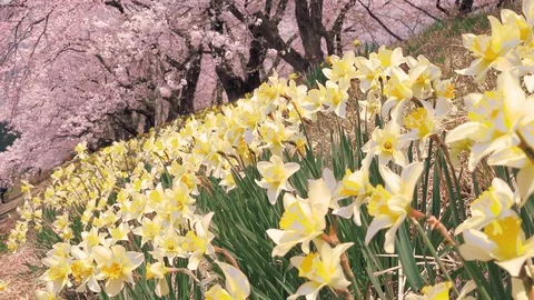 Cherry Blossoms In Full Bloom at Kamunodate, Akita Prefecture, Japan Stock Footage 101342528
