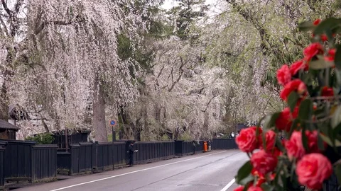 Cherry Blossoms In Full Bloom at Kamunodate, Akita Prefecture, Japan Stock Footage 101345658
