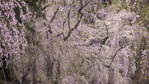 Cherry Blossoms In Full Bloom at Kamunodate, Akita Prefecture, Japan Stock Footage 101345765