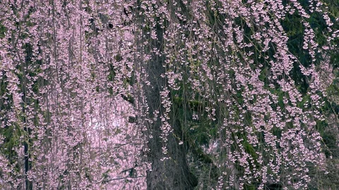 Cherry Blossoms In Full Bloom at Kamunodate, Akita Prefecture, Japan Stock Footage 101345783