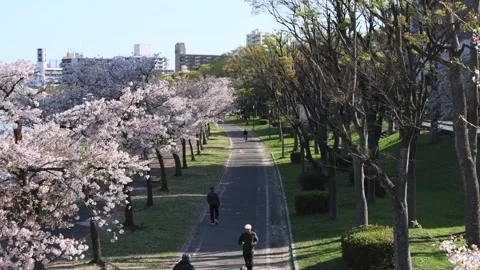 Cherry Blossoms in Full Bloom at Kema Sakuranomiya Park Stock Footage 272392848