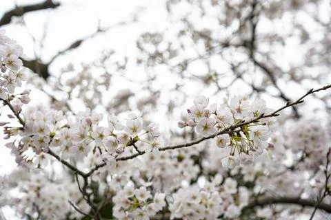 Cherry blossoms in full bloom in light pink Stock Photos