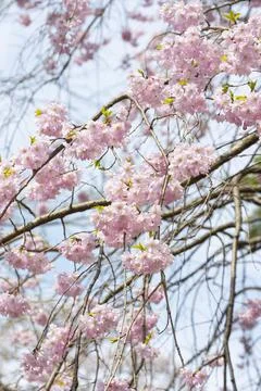Cherry blossoms in full bloom in light pink Stock Photos