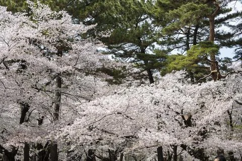 Cherry blossoms in full bloom in light pink Stock-Fotos