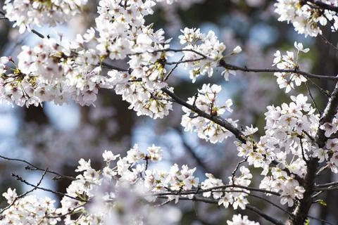 Cherry blossoms in full bloom in light pink Stock Photos
