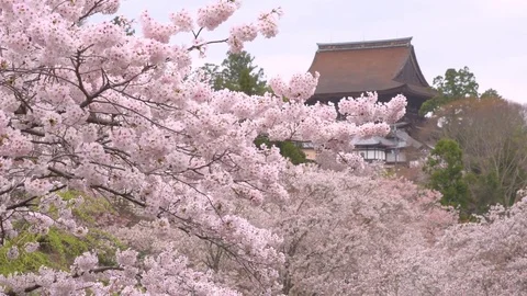 Cherry blossoms in full bloom at Mount Yoshino, Nara Prefecture, Japan Видео 78079013