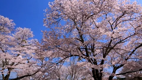 Cherry Blossoms In Full Bloom At Mount Yoshino, Nara Prefecture, Japan Stock Footage 100979647