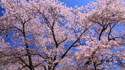 Cherry Blossoms In Full Bloom At Mount Yoshino, Nara Prefecture, Japan Stock Footage 100979690