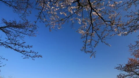 Cherry Blossoms In Full Bloom At Mount Yoshino, Nara Prefecture, Japan Stock Footage 100979694