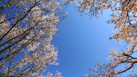 Cherry Blossoms In Full Bloom At Mount Yoshino, Nara Prefecture, Japan Stock Footage 100979757