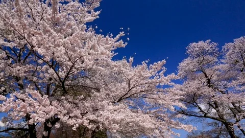 Cherry Blossoms In Full Bloom At Mount Yoshino, Nara Prefecture, Japan Stock Footage 100979877
