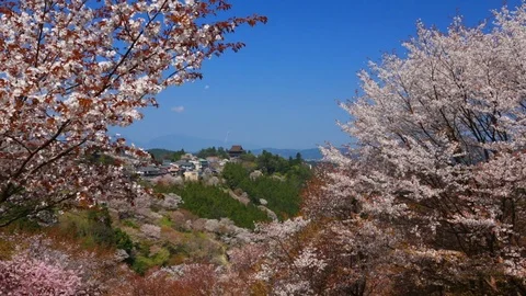 Cherry Blossoms In Full Bloom At Mount Yoshino, Nara Prefecture, Japan Stock Footage 100979890
