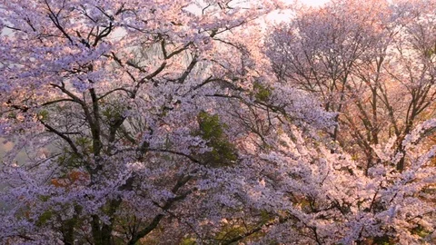 Cherry Blossoms In Full Bloom At Mount Yoshino, Nara Prefecture, Japan Vidéo 100979899