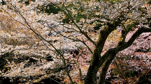 Cherry Blossoms In Full Bloom At Mount Yoshino, Nara Prefecture, Japan Stock Footage 100979921