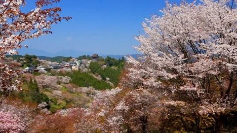 Cherry Blossoms In Full Bloom At Mount Yoshino, Nara Prefecture, Japan Stock Footage 100979948
