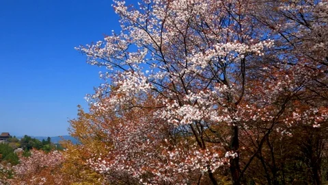 Cherry Blossoms In Full Bloom At Mount Yoshino, Nara Prefecture, Japan Stock Footage 100980086