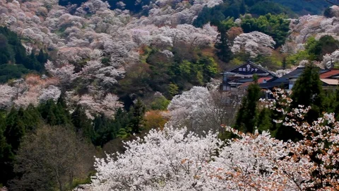 Cherry Blossoms In Full Bloom At Mount Yoshino, Nara Prefecture, Japan Stock Footage 100980278