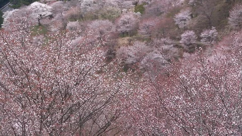 Cherry Blossoms In Full Bloom At Mount Yoshino, Nara Prefecture, Japan Stock Footage 100982386