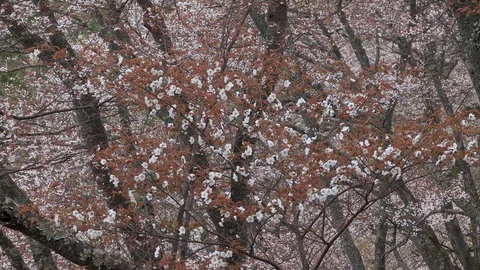 Cherry Blossoms In Full Bloom At Mount Yoshino, Nara Prefecture, Japan Stock Footage 100982465
