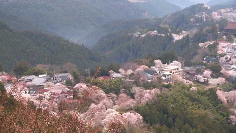 Cherry Blossoms In Full Bloom At Mount Yoshino, Nara Prefecture, Japan Vidéo 100982518