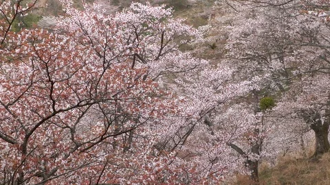Cherry Blossoms In Full Bloom At Mount Yoshino, Nara Prefecture, Japan Stock Footage 100982526